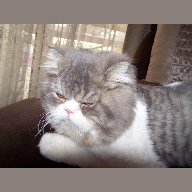 Photo of Oreo
