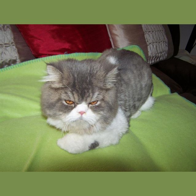 Photo of Oreo