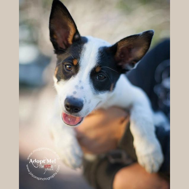 Photo of Elva (Adoption Pending)