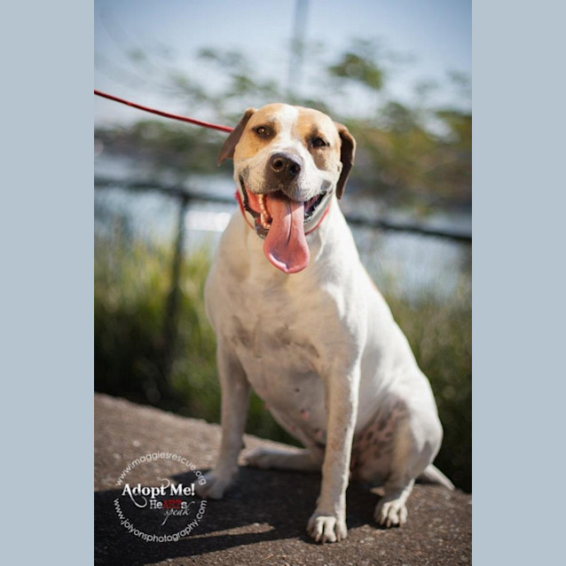 Photo of Honey (Adoption Pending)