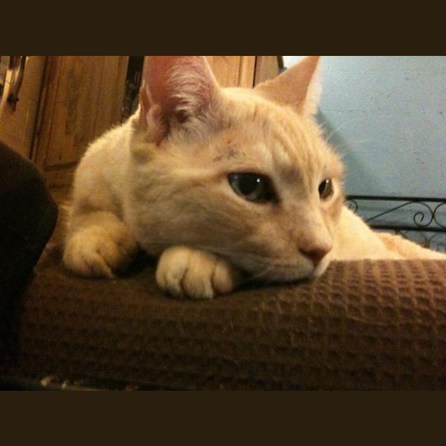 Photo of Puss
