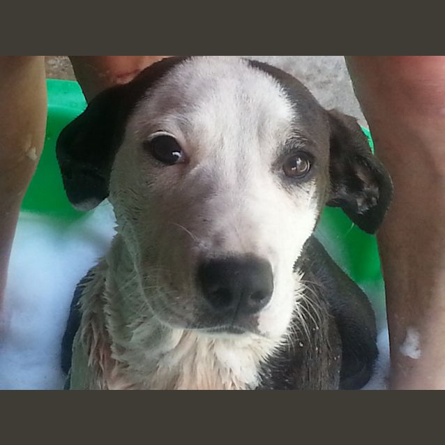 Photo of Alley (On Hold Pending Adoption By Foster Carer)