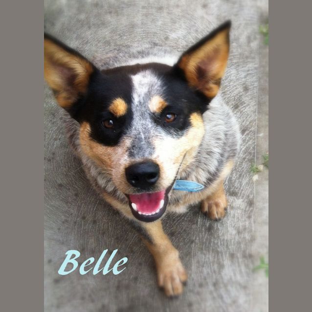 Photo of Belle (On Trial 21/11/12)
