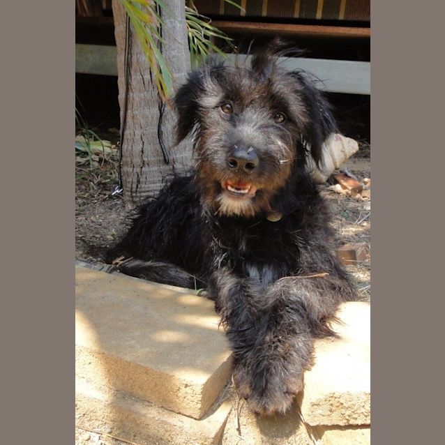 Photo of Teddy (D2251)