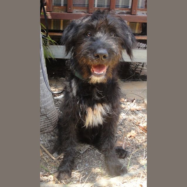 Photo of Teddy (D2251)