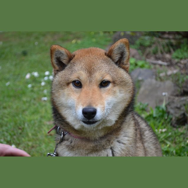 Photo of Hachi