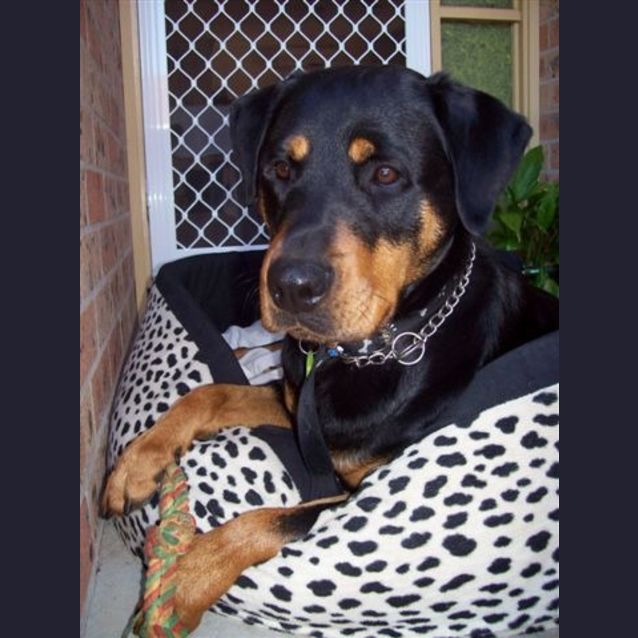Photo of Bella
