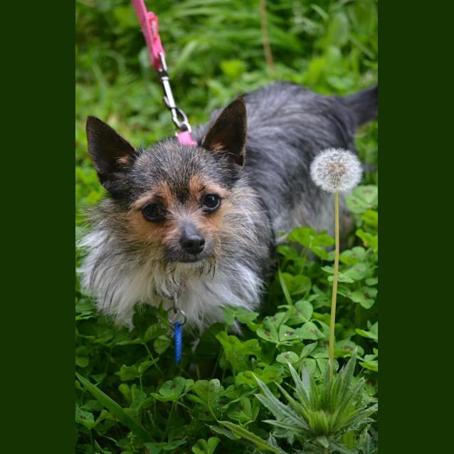 Photo of Daisy