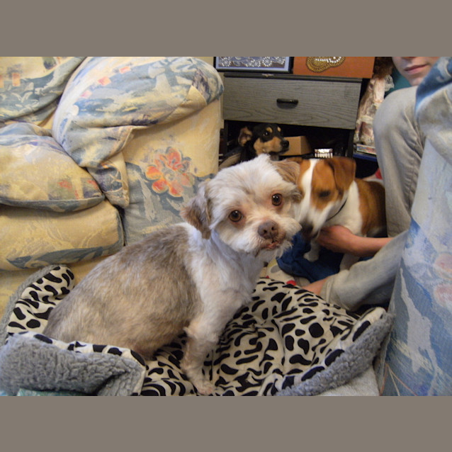 Photo of Bruno (Adopted Approx 19/10/12)