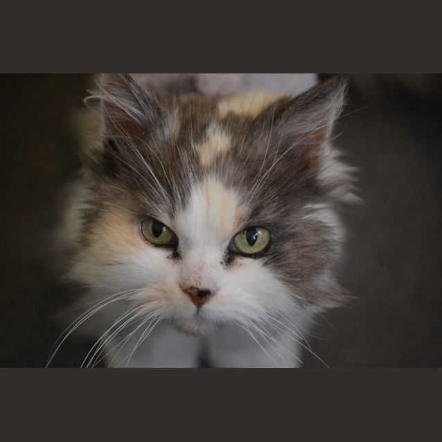 Photo of Callie