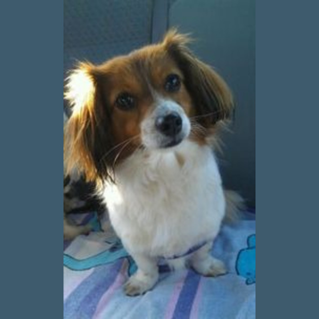 Photo of Harley