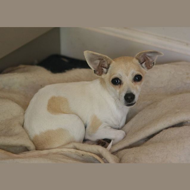 Photo of Squeak