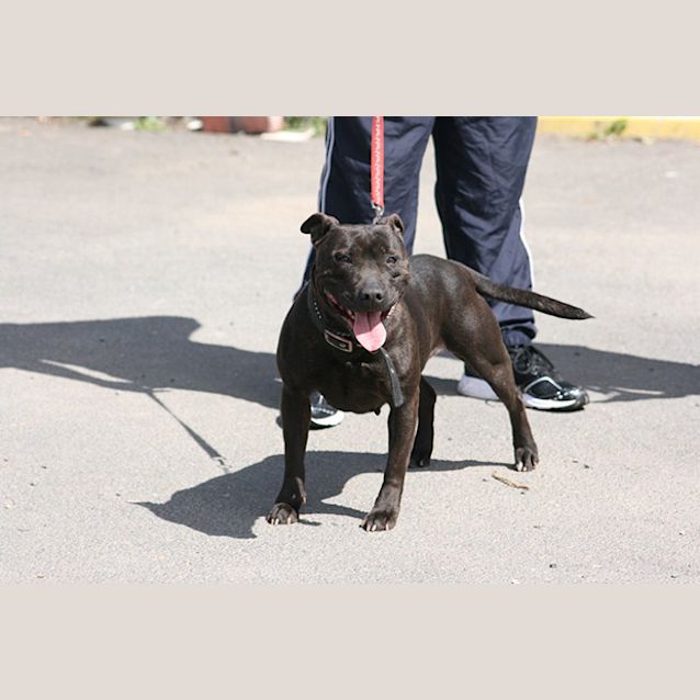 Photo of Sheeba
