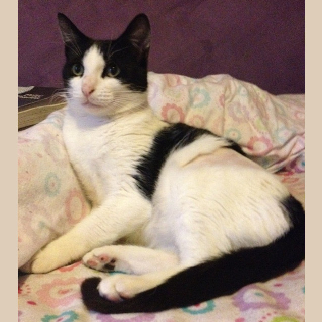 Photo of Mandy *On Trial Adoption!*