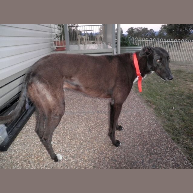 Photo of Cosmo