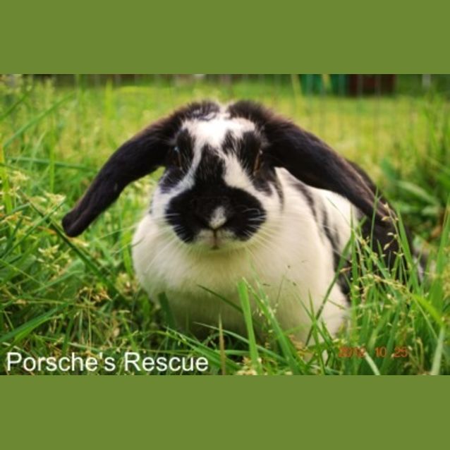 Photo of Pepper   Desexed And Vaccinated