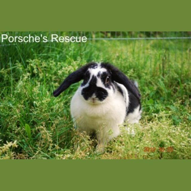 Photo of Pepper   Desexed And Vaccinated