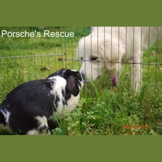 Photo of Pepper   Desexed And Vaccinated