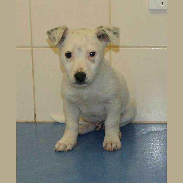 Photo of Freckle