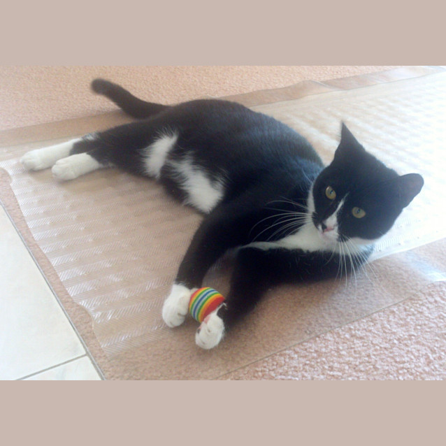 Photo of Tonto