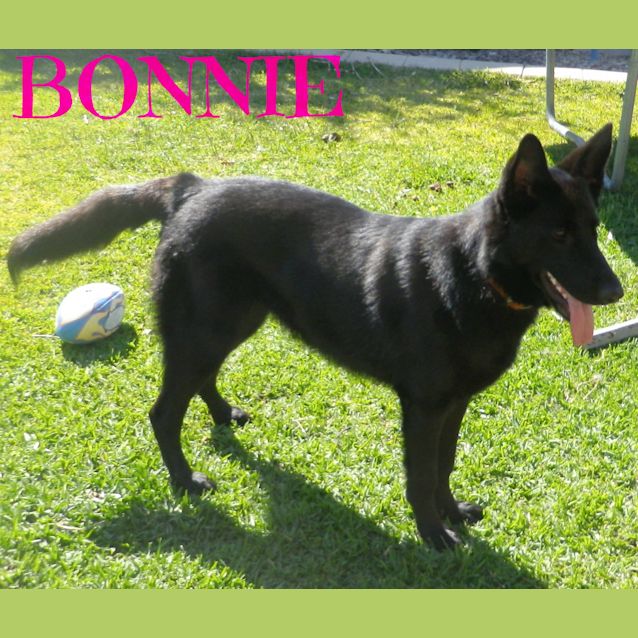 Photo of Bonnie (On Trial 14/12/12)