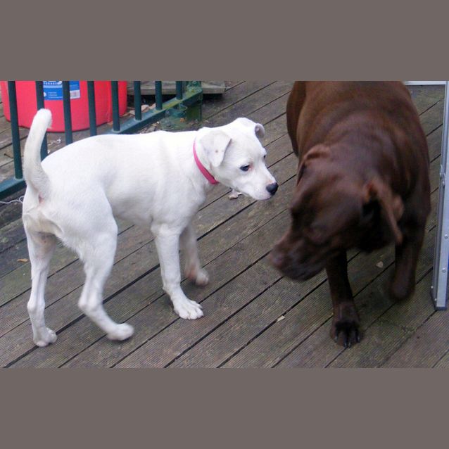 Photo of Charlie (On Trial 1/11/12)