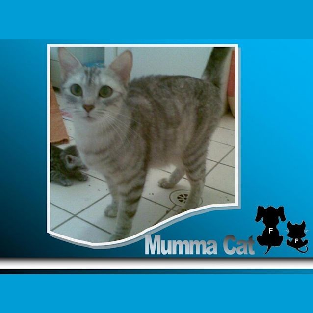 Photo of Mumma Cat