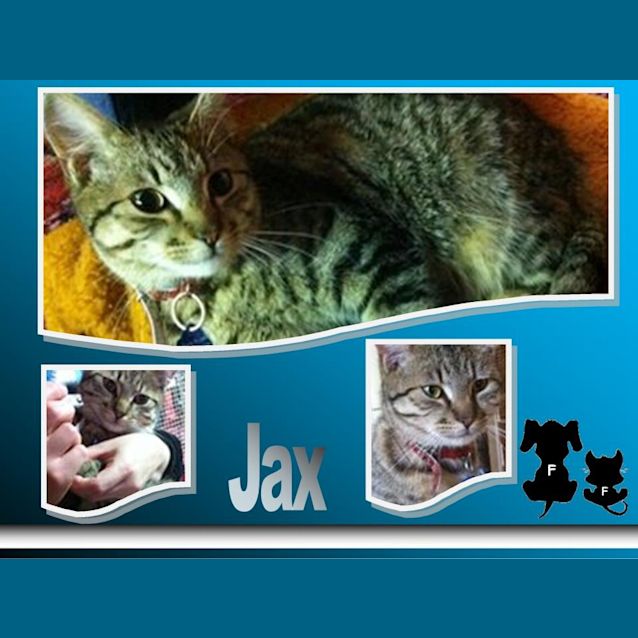 Photo of Jax