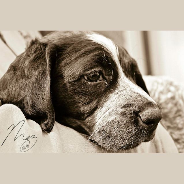 Photo of Sophie... Sweet, Springer Spaniel Pup #2