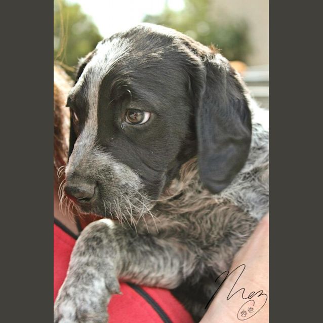 Photo of Sophie The Sweet English Springer Spaniel Pup