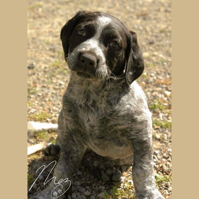 Photo of Sophie The Sweet English Springer Spaniel Pup