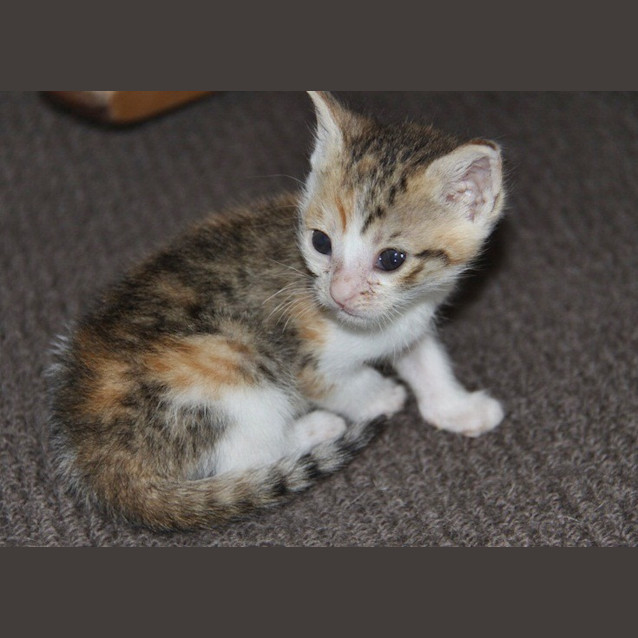 Photo of Roxy (Adoption Pending)