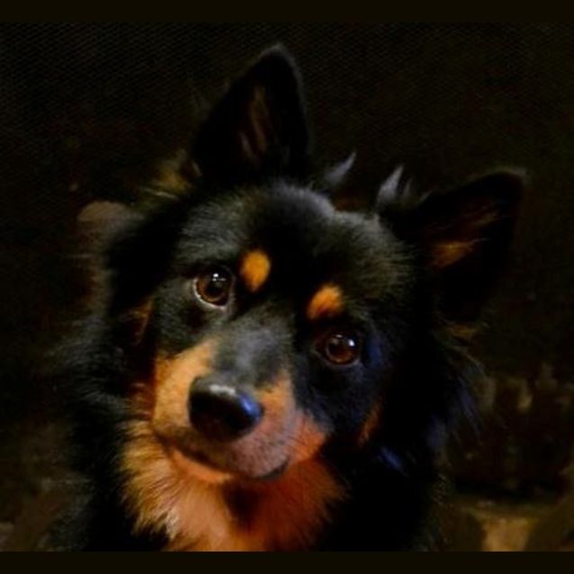 Photo of Oliver