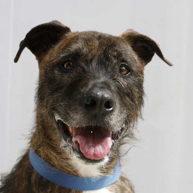 Photo of Ruff