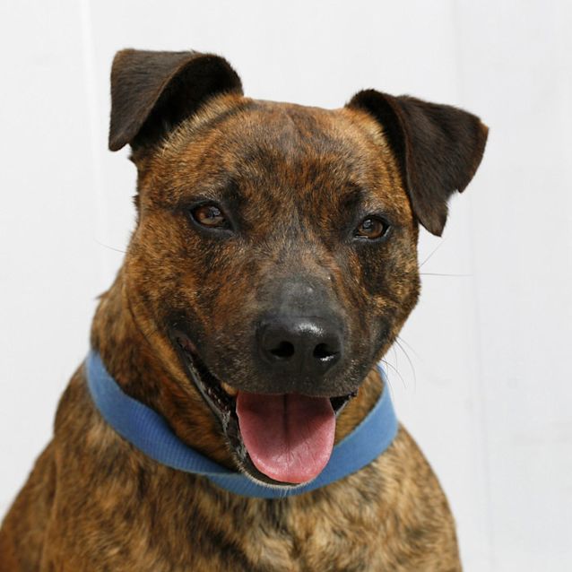 Photo of Hank