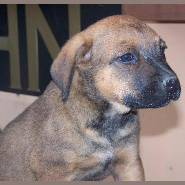 Photo of Razz (On Trial In A New Home 5/11/12)