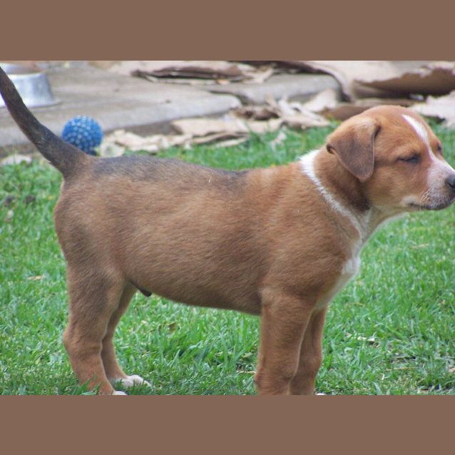Photo of Rusty (On Trial 30/10/12)
