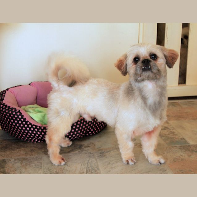 Photo of Bailey (2) (On Trial 5/11/12)