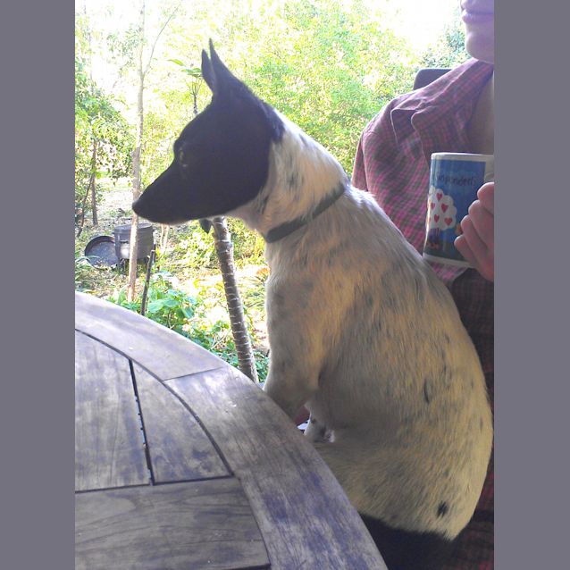 Photo of Tilly (On Trial 14/11/12)