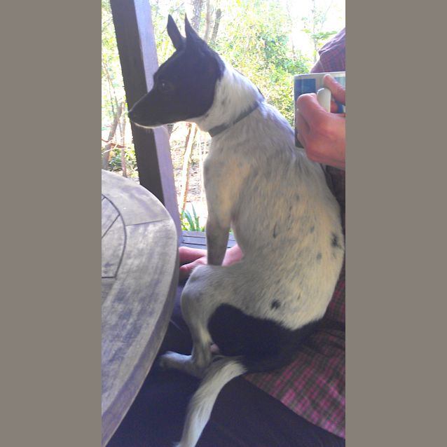 Photo of Tilly (On Trial 14/11/12)