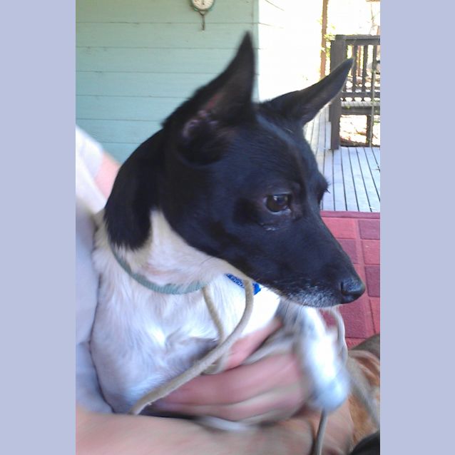 Photo of Tilly (On Trial 14/11/12)