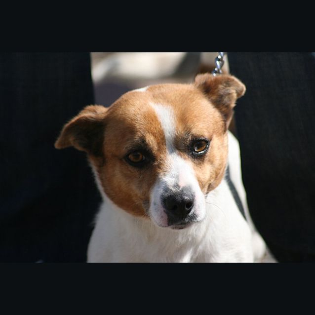 Photo of Nigel