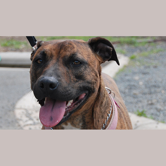 Photo of Sadie