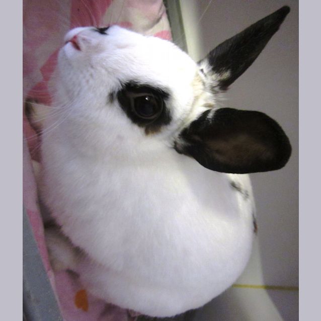 Photo of Glamour Bunz