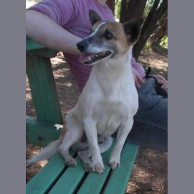 Photo of Sparky