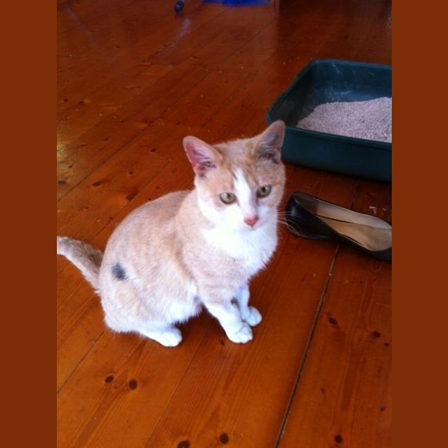 Photo of Pumpkin