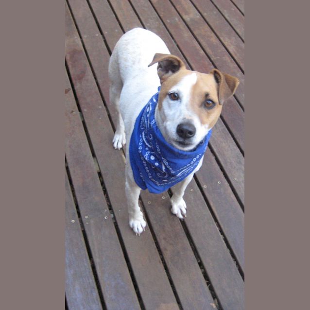 Photo of Benji (On Trial 14/11/12)