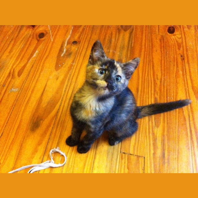 Photo of Penny