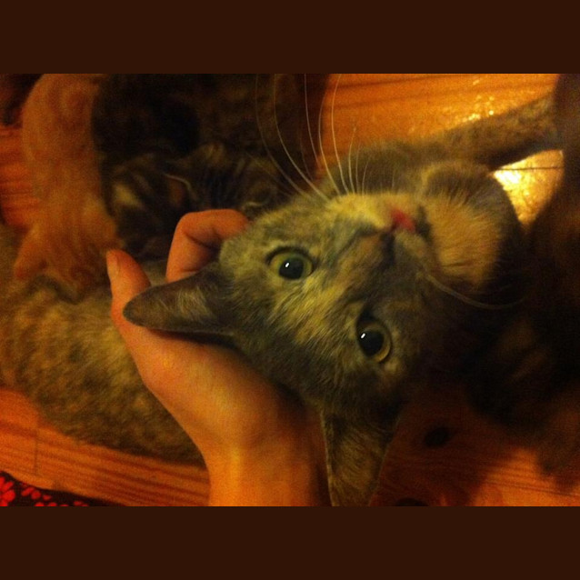Photo of Bailey