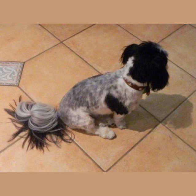 Photo of Bogie *On Trial In His New Home*